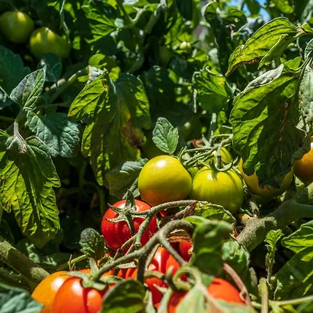 Фермерский дом Masseria Le Creste *