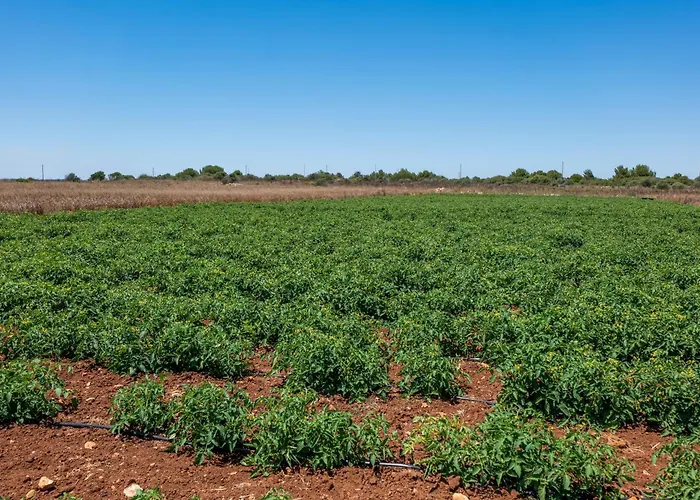 Séjour à la ferme Masseria Le Creste