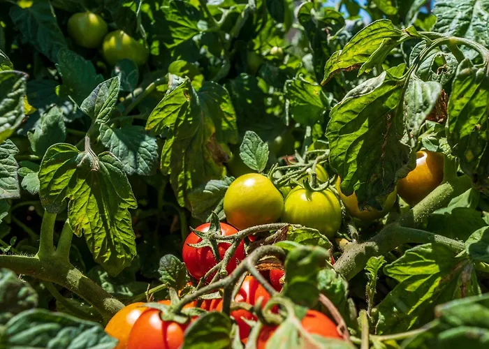 Séjour à la ferme Masseria Le Creste *