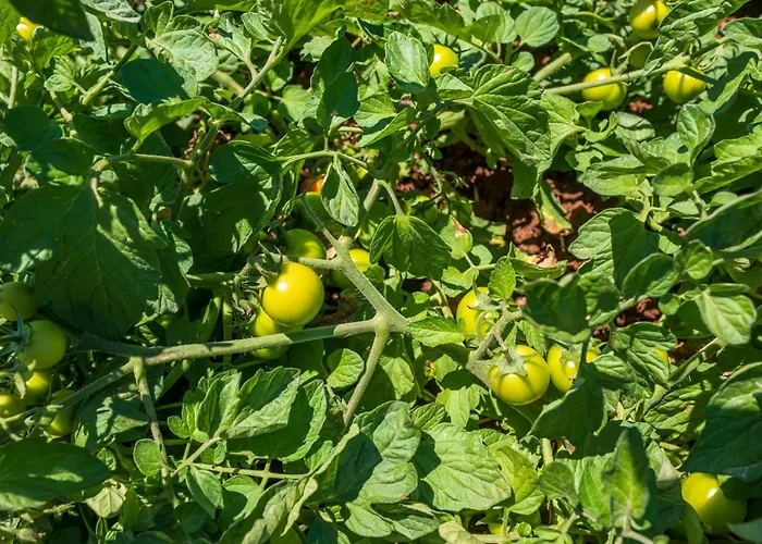 Masseria Le Creste 팜스테이 오트란토